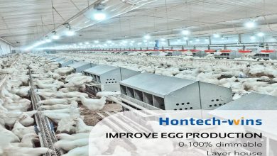 Benefits of LED Lights For Laying Hens