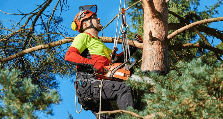 Tree Surgery: The Science and Skill of Tree Care and Maintenance.
