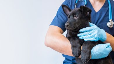 Does Pet Insurance Cover Spaying & Neutering? - Essential Guide